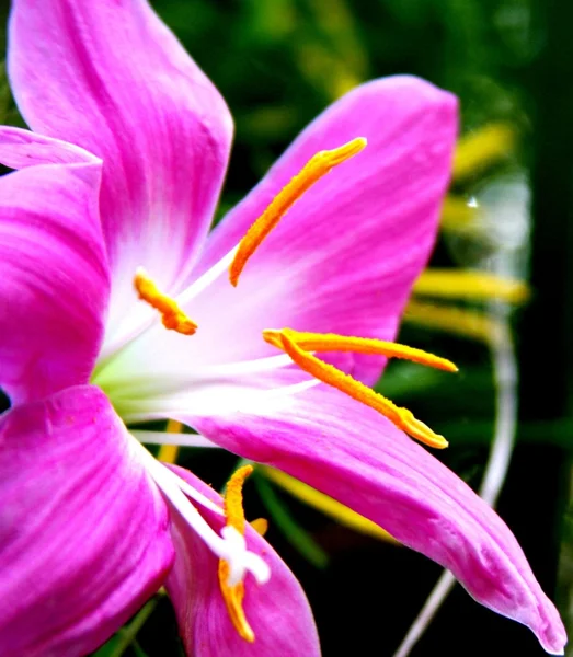 Roze regen Lily (Zephyranthes robusta) — Stockfoto