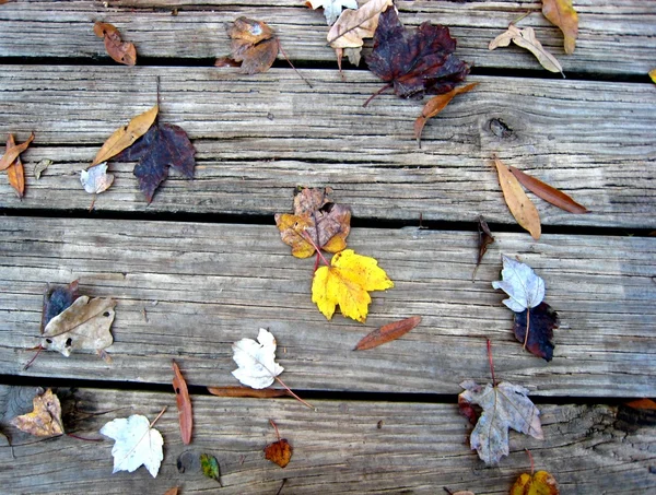 As folhas no fundo de madeira — Fotografia de Stock
