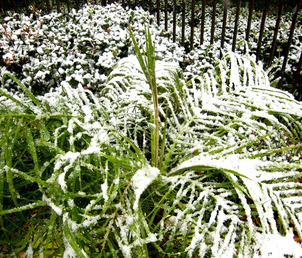 Palm planten onder de sneeuw. — Stockfoto