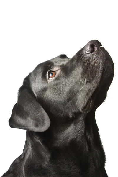 Labrador Dog Egy Fehér Háttér Előtt — Stock Fotó