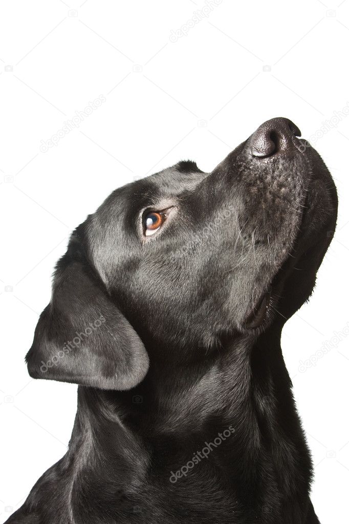 labrador dog in front of a white background 