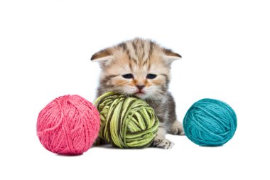 Kitten Scottish lop-eared with balls clipart