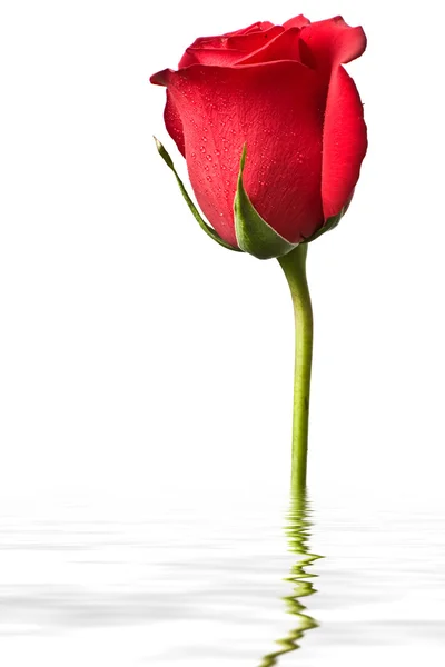Czerwona róża w wodzie na białym tle na tył biały — Zdjęcie stockowe