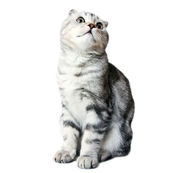 흰색 바탕에 스코틀랜드 고양이 — 스톡 사진