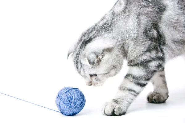 The young cat follows a ball of threads — Stock Photo, Image