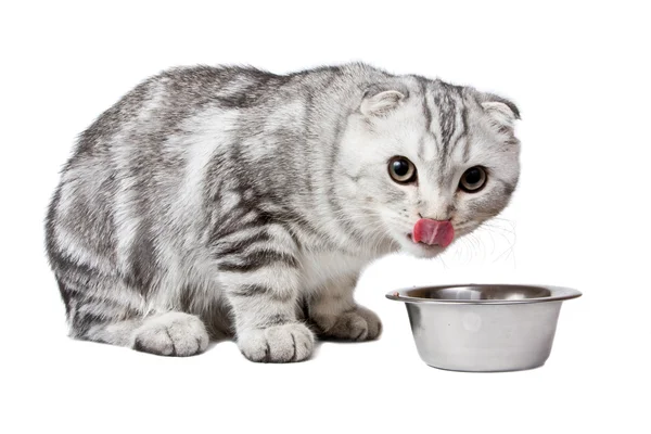 The cat licks lips near to a bowl with m — Stock Photo, Image