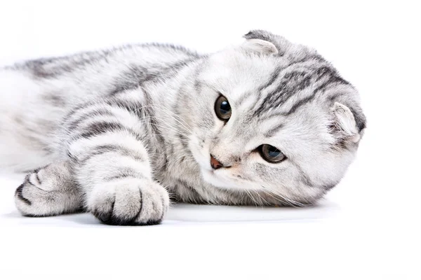 Scottish kitten lies on a white backgrou — Stock Photo, Image