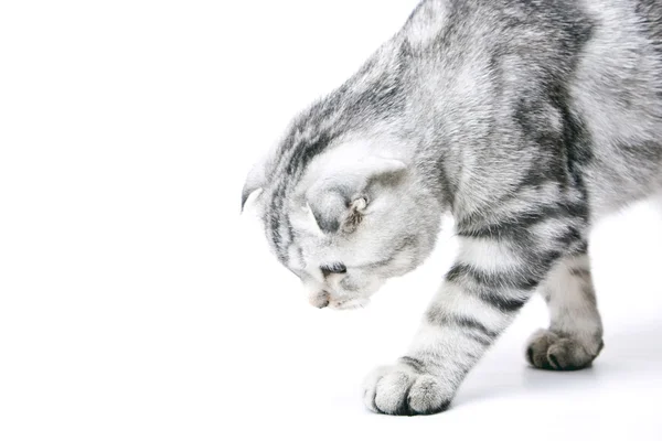 A fiatal macska젊은 고양이 — 스톡 사진