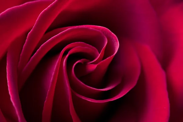 Red rose background - beautiful natural — Stock Photo, Image