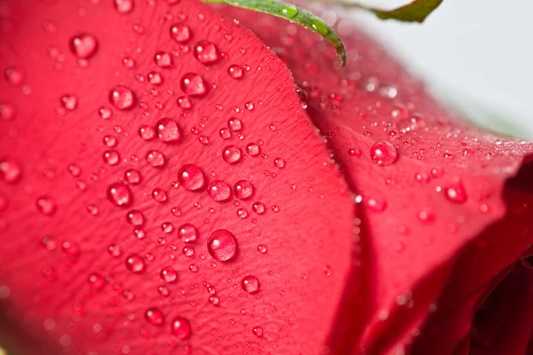 Vacker röd ros med vattendroppar — Stockfoto