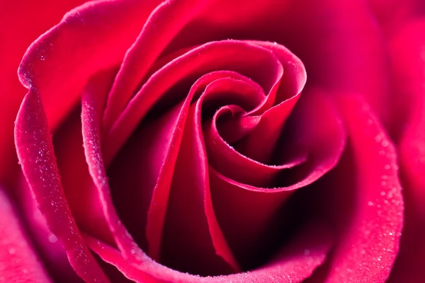 Piękna czerwona róża z kropelkami wody — Zdjęcie stockowe