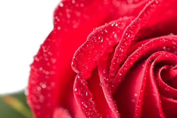 Hermosa rosa roja con gotitas de agua — Foto de Stock