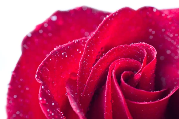 Vacker röd ros med vattendroppar — Stockfoto
