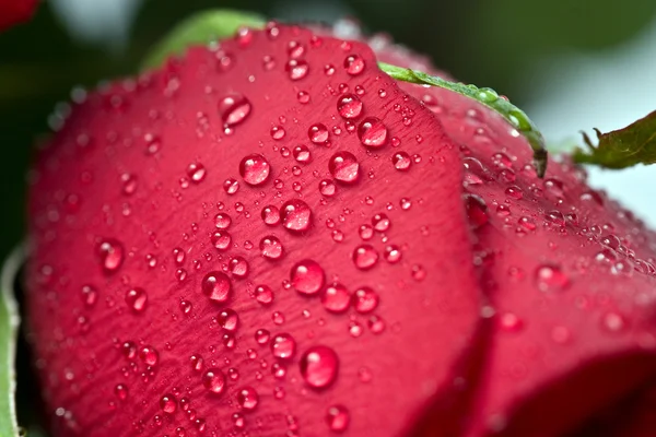 Rosa vermelha bonita com gotas de água — Fotografia de Stock
