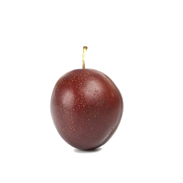One plum on a white background — Stock Photo, Image