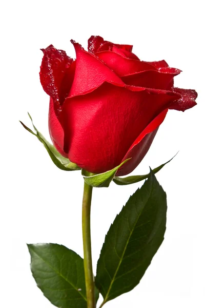 Rosa vermelha isolada no fundo branco Fotografias De Stock Royalty-Free