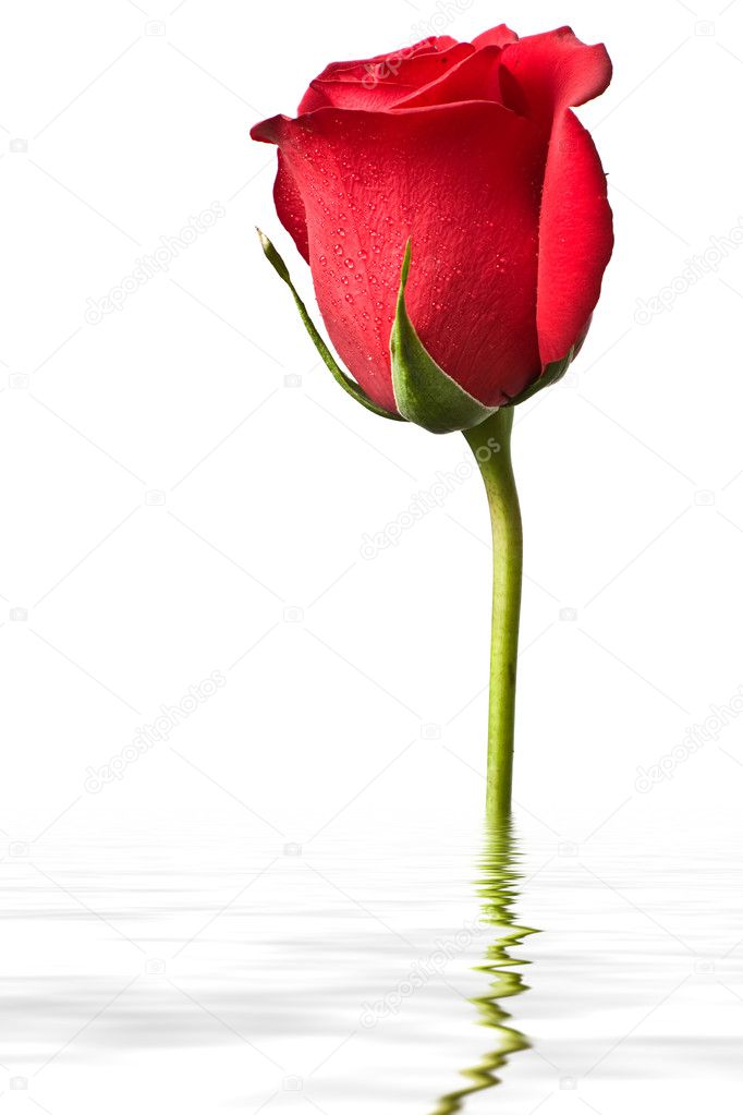 Red rose in water isolated on white back