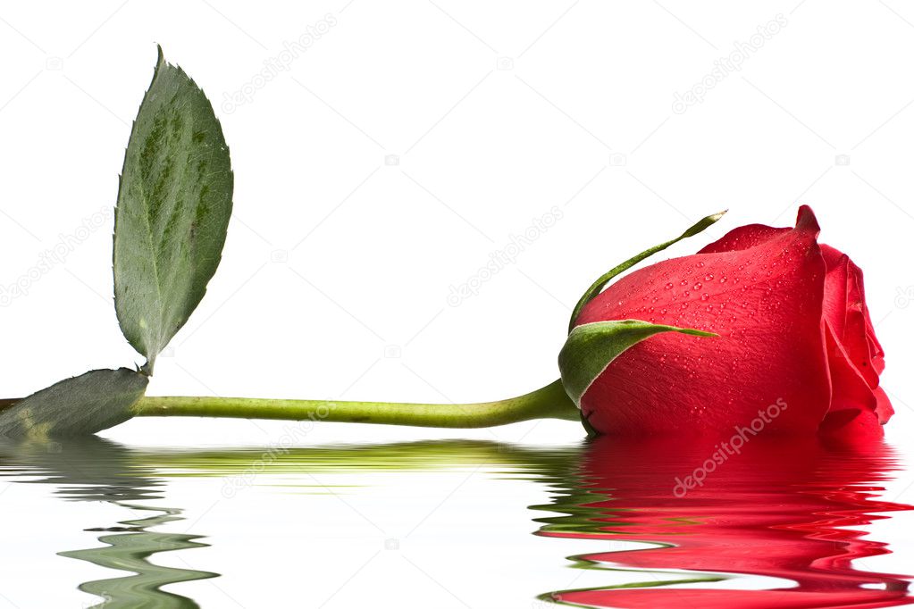 Red rose in water isolated on white