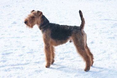 Welsh terrier on snow clipart