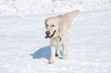 golden retriever kar üzerinde çalışan