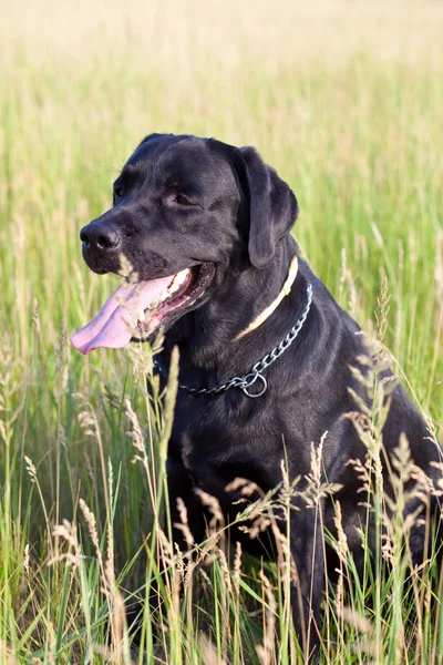 Чорний собака Лабрадор — стокове фото