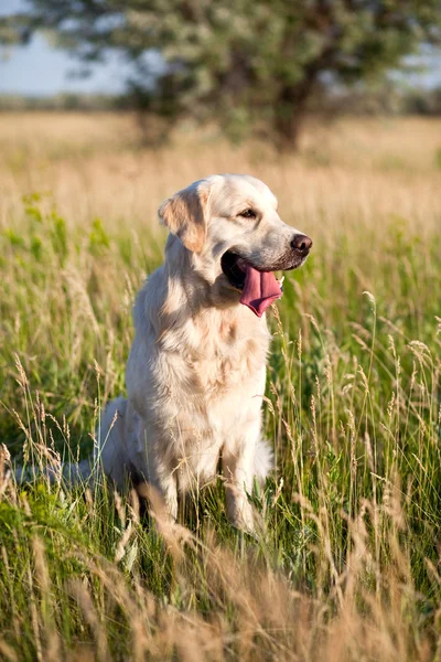 Σκύλος-golden retriever — Φωτογραφία Αρχείου