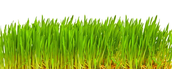 Zielona trawa izolowana na białym — Zdjęcie stockowe
