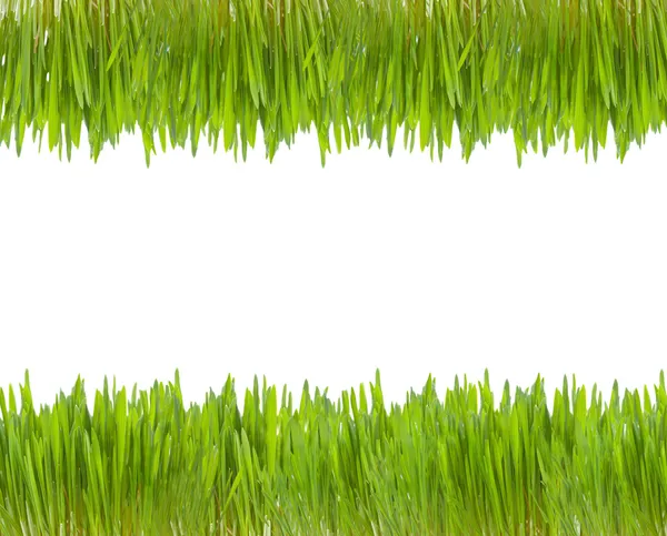 Zwei Zeilen grünes Gras — Stockfoto