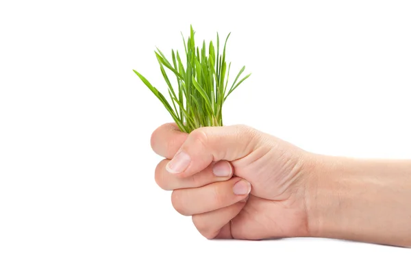 Grono zielona trawa wbija — Zdjęcie stockowe