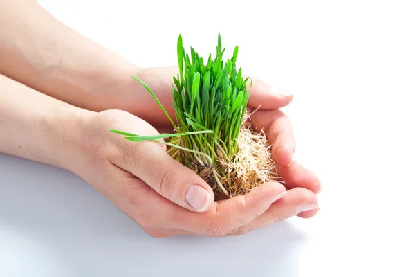 stock image Women hands protect sprouts green grass