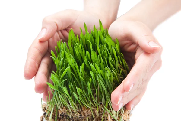 stock image Women hands protect sprouts green grass