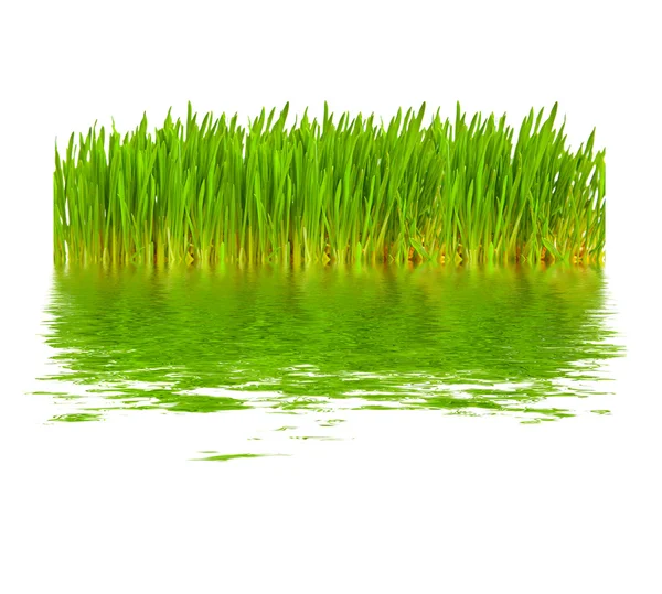 Groen gras in water — Stockfoto