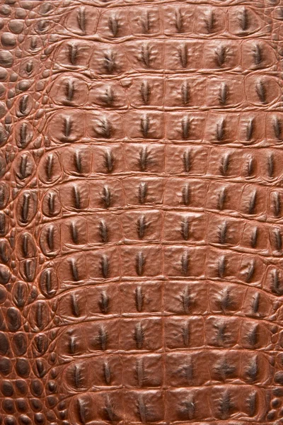 Pelle di struttura di un coccodrillo — Foto Stock