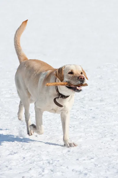 Running labrador perro crema con un palo — Foto de Stock