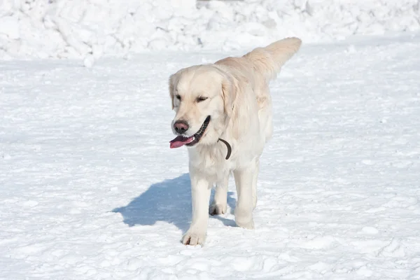 Golden retriever corriendo sobre nieve — Foto de Stock
