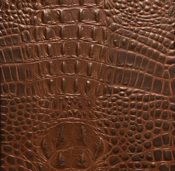 Texture leather of a crocodile Royalty Free Stock Photos