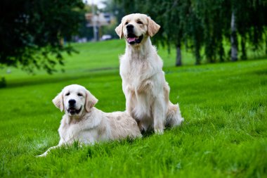 Yeşil çimenlerin üzerinde iki golden retriever