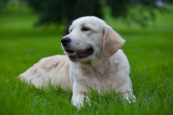 Zlatý retrívr štěně na zelené trávě — Stock fotografie