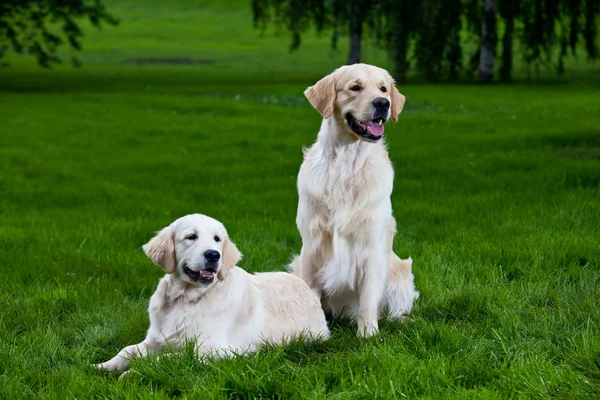 在绿色草地上的两个黄金猎犬 — 图库照片