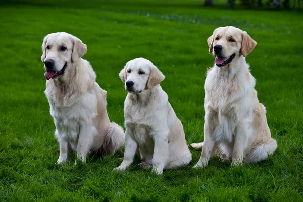在绿色草地上的三个黄金猎犬 — 图库照片