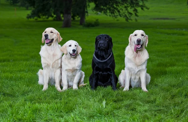 Three golden retriever and one labrador — Stock Photo, Image