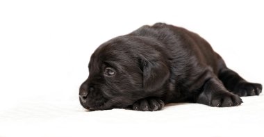 Siyah Labrador Retriever Yavrusu