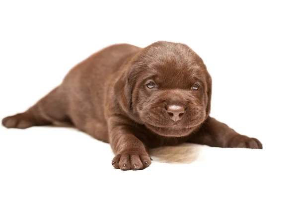 Glimlachend chocolade pup fokken labrador — Stockfoto