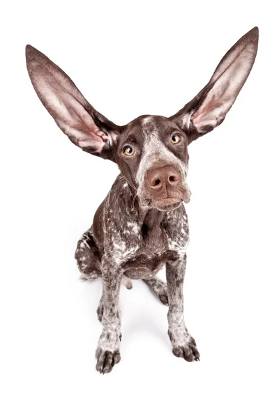 Γερμανική δείκτη με μεγάλη που φέρουν τα αυτιά — Φωτογραφία Αρχείου