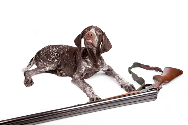 Мисливський собака з пістолетом — стокове фото