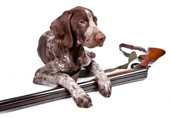 Perro de caza con un arma —  Fotos de Stock
