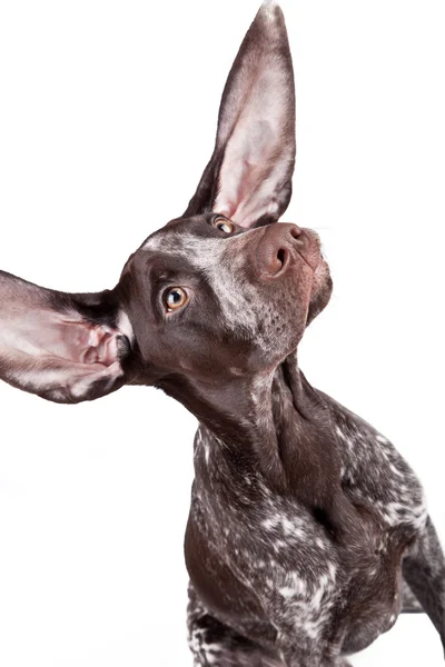 German pointer with long flying ears Royalty Free Stock Images