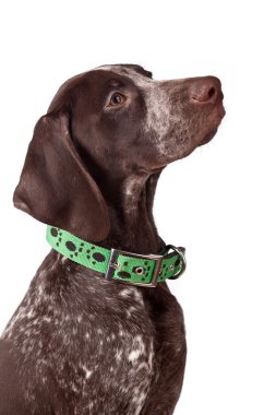 German pointer Attentively looks clipart