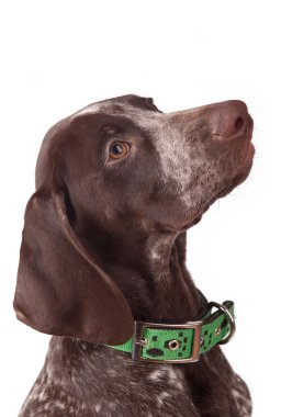 German pointer - sits on white clipart