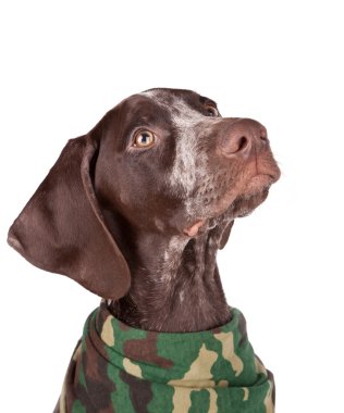 German pointer looks upwards